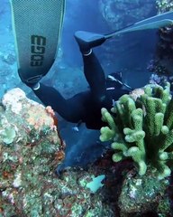 Hand Spears for Giant Fish!