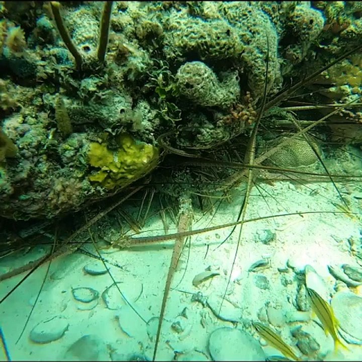 Lobster and Grouper everywhere in The Bahamas!