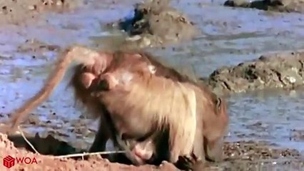 Mother Baboon Save Her Baby From Crocodile Hunting But Fail _ Poor Baby Baboon
