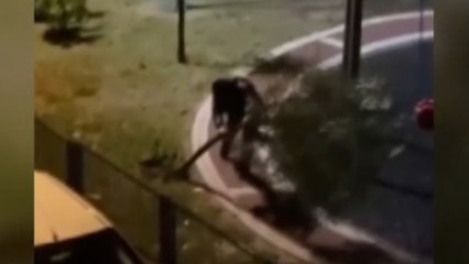 Sultangazi'de bir kişi parktaki ağacı yerinden söktü... O anlar kamerada