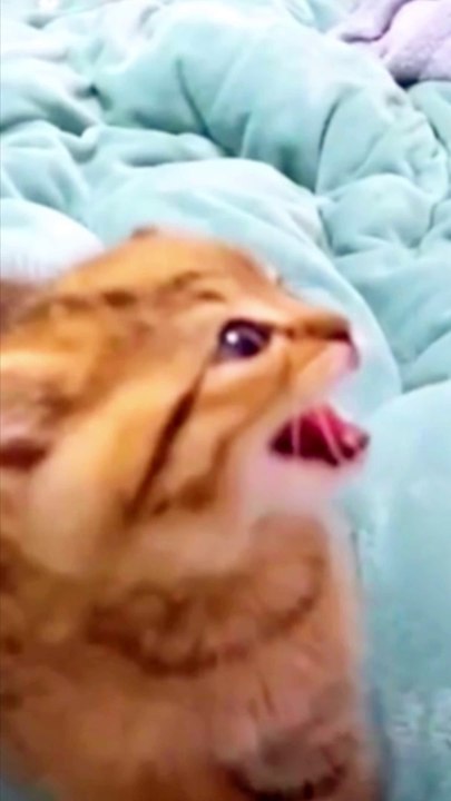 The Cutest Kitten Tantrum Ever