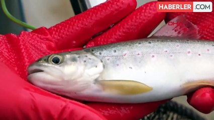 Kırmızı Benekli Alabalıkların Nesli Tehlike Altında