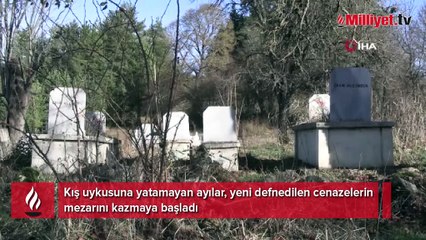 Ayılar mezarları kazmaya başladı! Köylülerden jiletli önlem