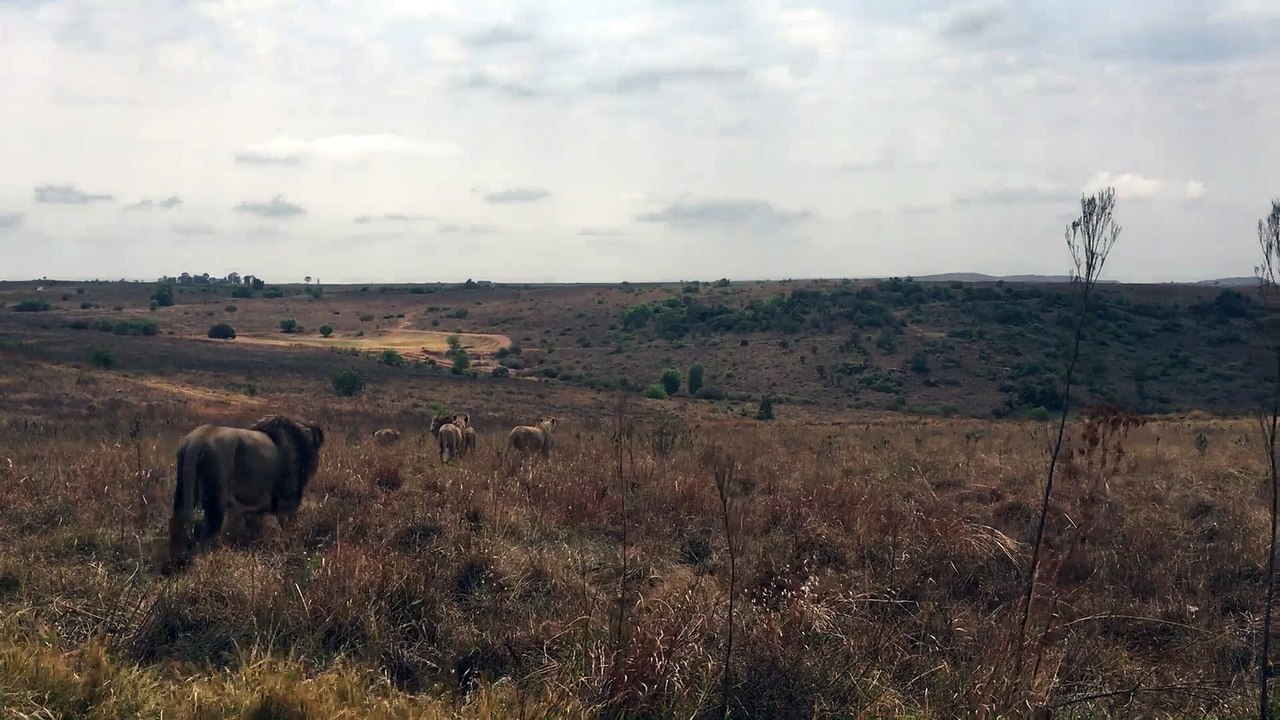 Silent killar animal