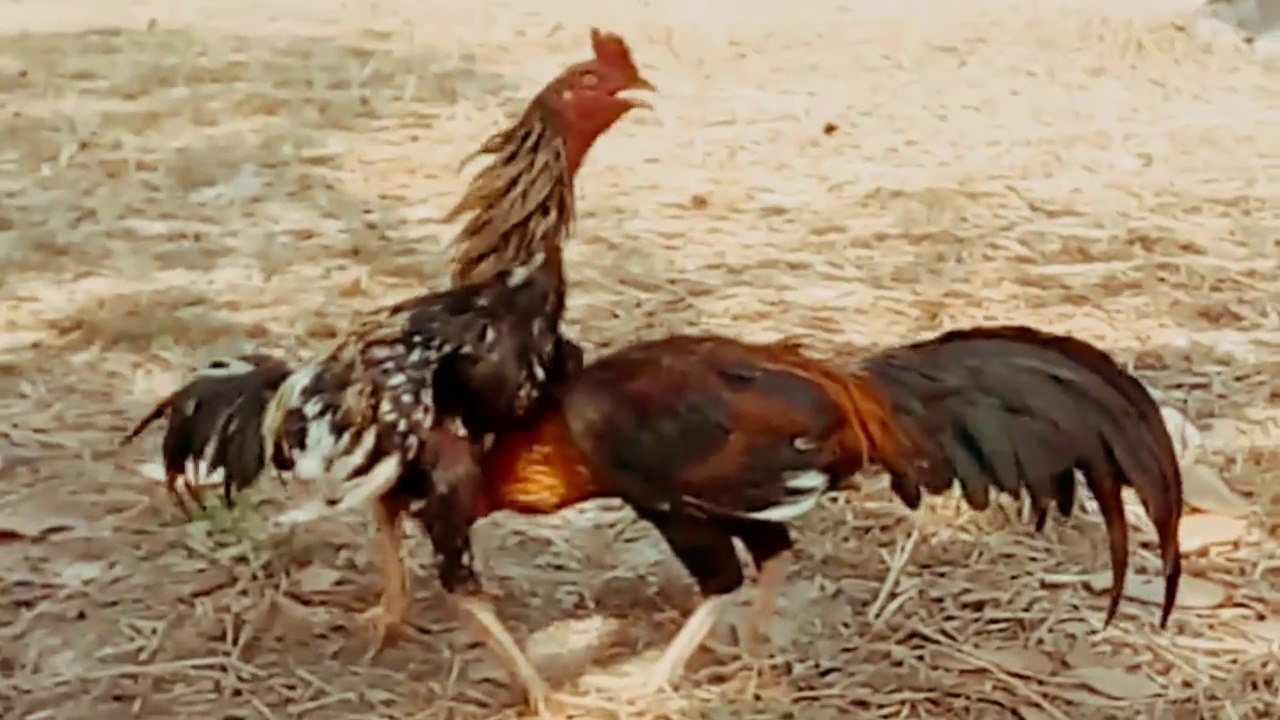aseel murga fight