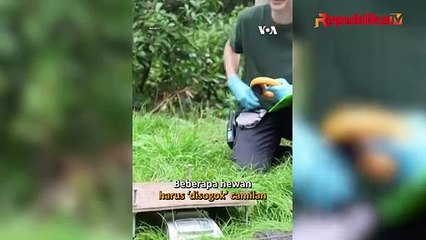 Lucu, Cara Kebun Binatang di London Ukur Tinggi dan Berat Badan Hewan