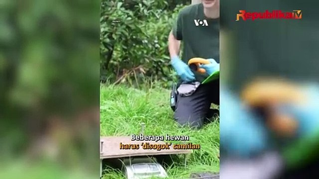Lucu, Cara Kebun Binatang di London Ukur Tinggi dan Berat Badan Hewan