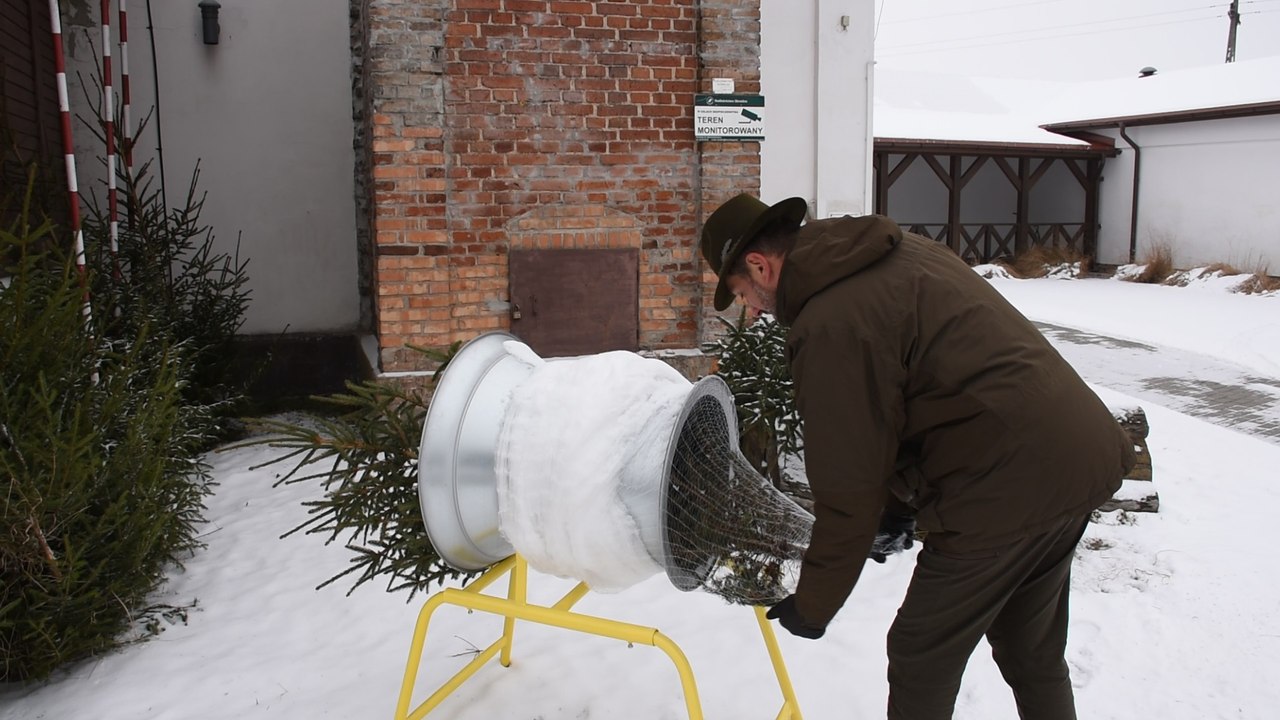 Jak wybrać odpowiednią choinkę na święta?