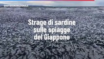 Strage di sardine sulle spiagge del Giappone