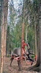 Kadife döken ren geyiği büyüledi! Ağrısından bunu yapıyor