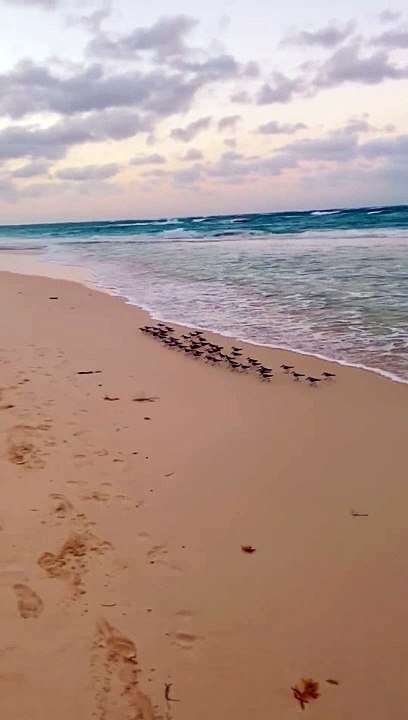 -Sanderlings feed on invertebrates buried in sand, these invertebrates move into the upper layers to feed on the plankton and detritus that washes over them with each wave. As water retreats they are