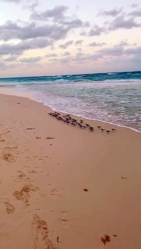 -Sanderlings feed on invertebrates buried in sand, these invertebrates move into the upper layers to feed on the plankton and detritus that washes over them with each wave. As water retreats they are