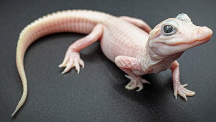 Exceptionally rare white alligator born at Florida park: ‘Absolutely extraordinary’