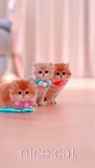 pretty cats