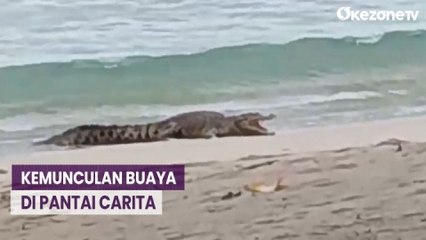 Download Video: Kemunculan Buaya di Pantai Carita Resahkan Warga