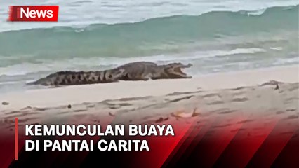 Bikin Resah, Seekor Buaya Menampakan Diri di Pantai Carita