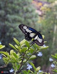 Tittli udi ud na saki |तितली उड़ उड़ ना साकी कविता| #nurseryrhymes  #urdurhymes