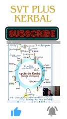 cycle de krebs