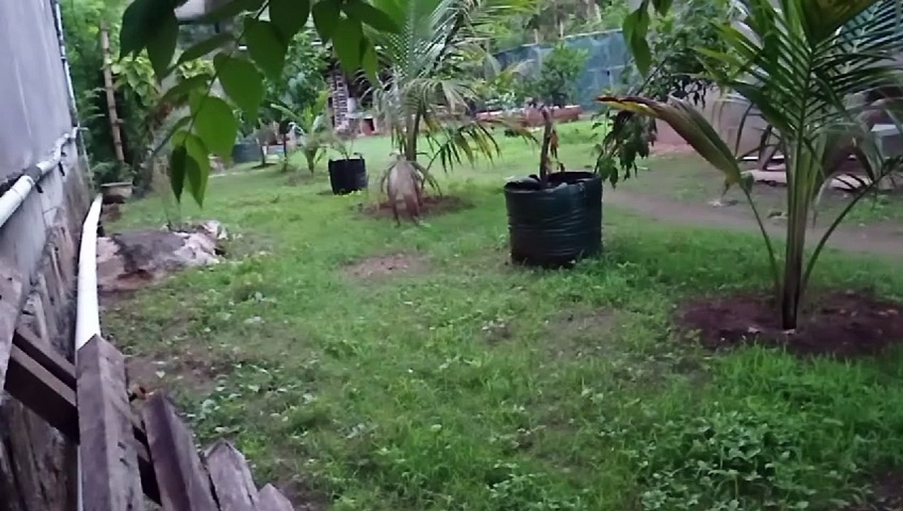 Bright morning birds chirping and chickens excited to welcome the day in rural Indonesia