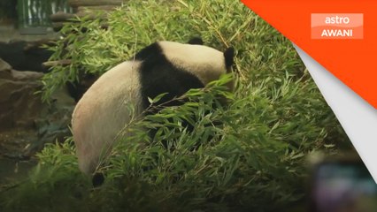 Pit dan Paule ucap selamat tinggal buat Zoo Berlin