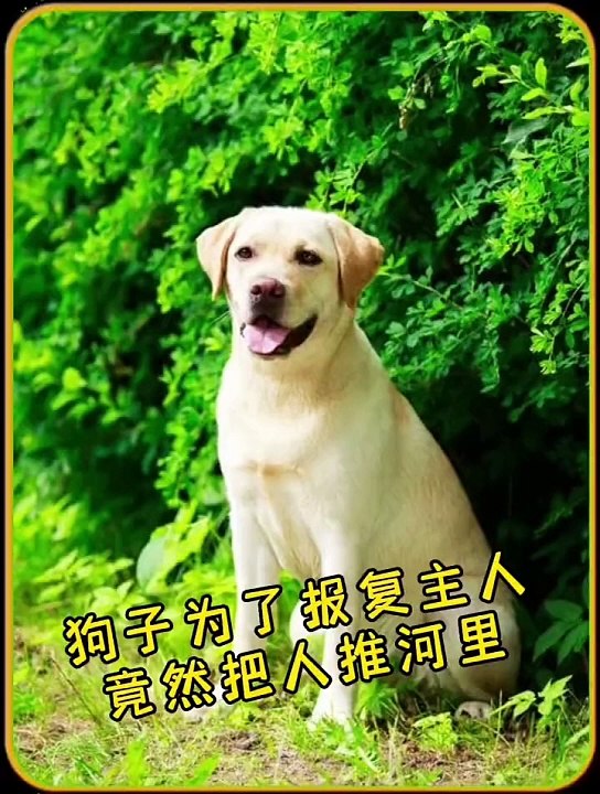 Cute dog funny 