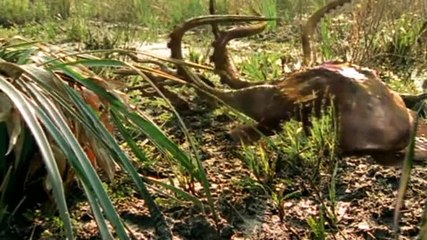 Futuro Salvaje: Un Mundo Transformado - 100 Millones de Años Después