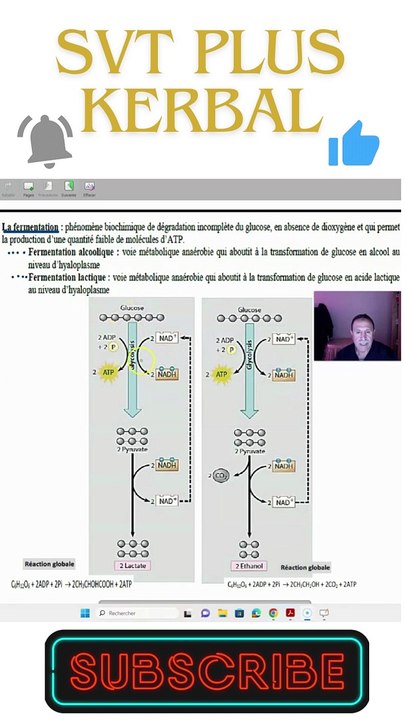 les fermentations2