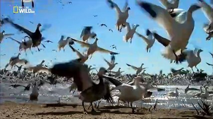 Wild earth - il mondo in volo 2, Nord America - documentari