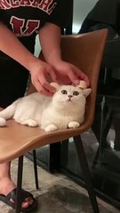 Funny cat wearing earmuffs