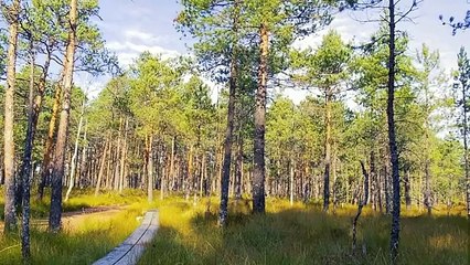 Otilia - Somebody to Love (Ozzie Shad Remix, Emilia Natalie - You Got Me