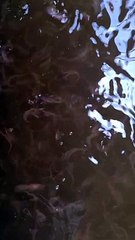 MINIMAL bibit lele ukuran ini bisa masuk kekolam TANAH jika bibit lele ukuran besar tidak ada