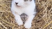 #catlove #catsoftiktok #sourisquiselave #souris # mousebeetwenpaws #tiktok #mousetoilet
