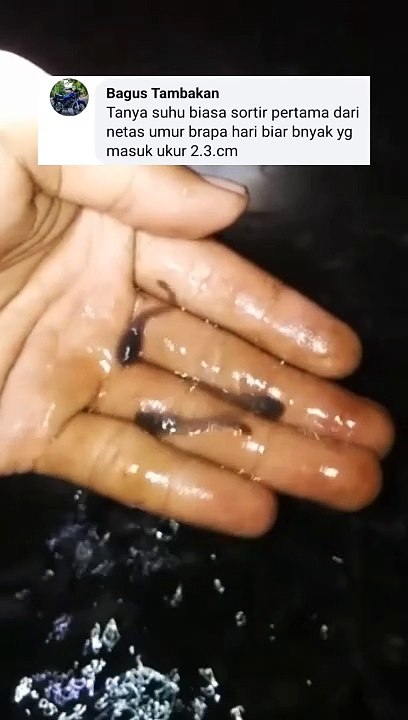 Telat sortir jumlah ikan menurun❗Itulah budidaya ikan lele segmen pembenihan