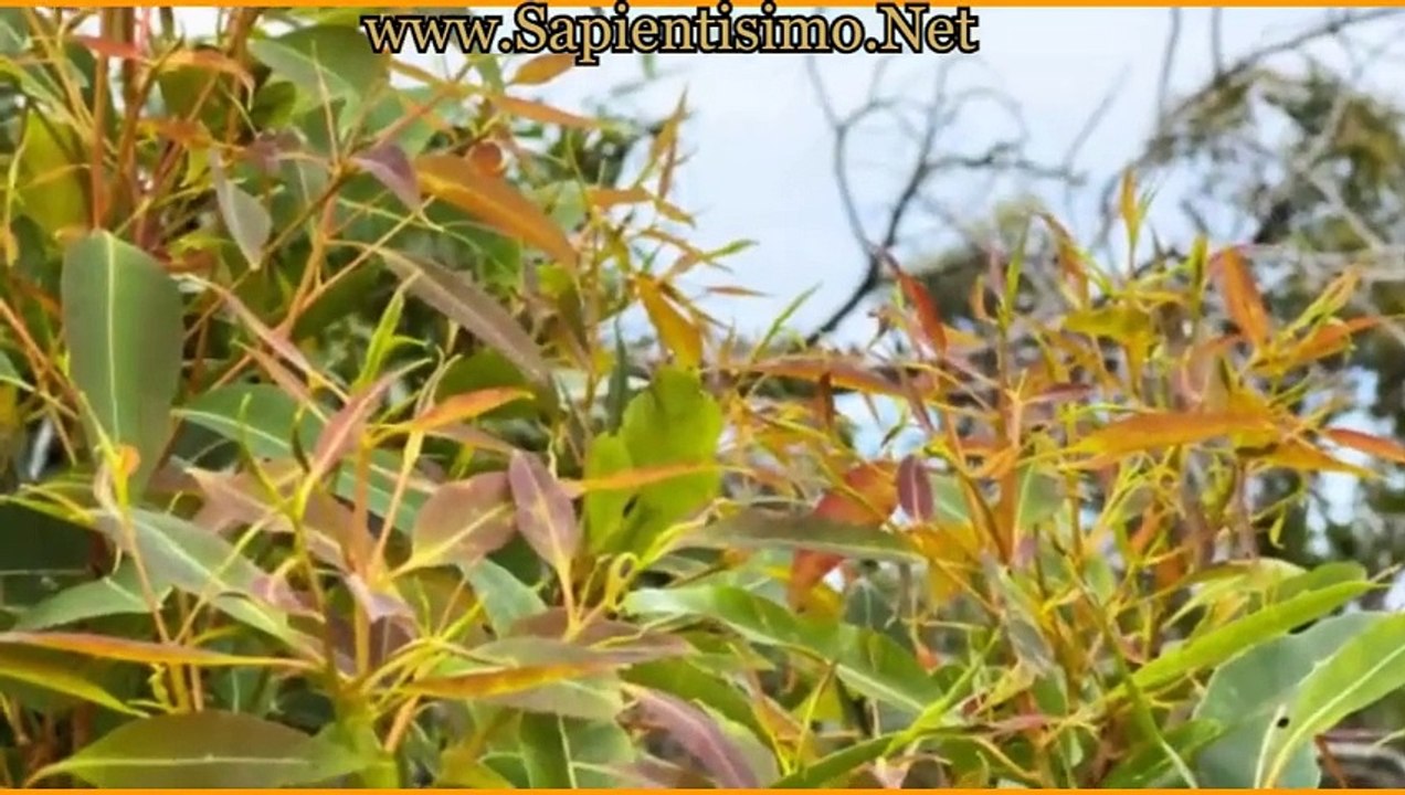 16 Beneficios para la Salud de las Hojas de Eucalipto Vídeo Dailymotion