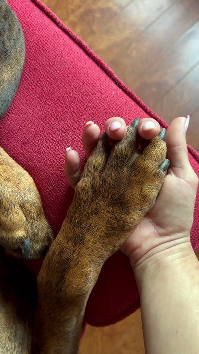 Dog Returns Hand Holding Squeeze