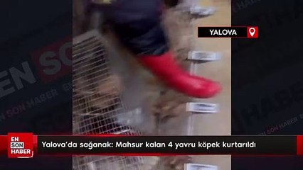 Yalova'da sağanak: Mahsur kalan 4 yavru köpek kurtarıldı