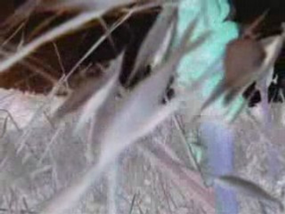 Clip-MyBass_2007-2min28