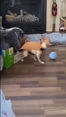 Meow Madness: Hilarious Cat Antics