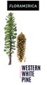 The Western White Pine - Pinus monticola