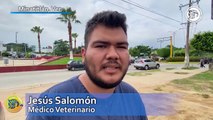 Estas son las recomendaciones de un veterinario para calmar a tus perros ante uso de pirotecnia