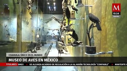 Conoce el único museo dedicado a las aves en Saltillo, Coahuila