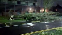 Huge tree brought crashing down in strong winds as Storm Elin lashes Sheffield