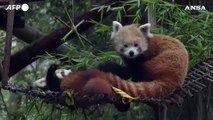 Portogallo, allo zoo di Lisbona il nuovo cucciolo di panda rosso muove i primi passi