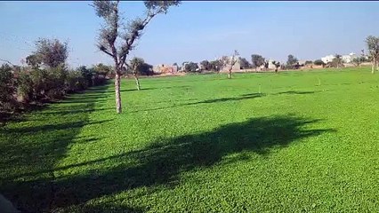 देश के साथ विदेशों में भी फैल रही नागौरी मैथी की महक