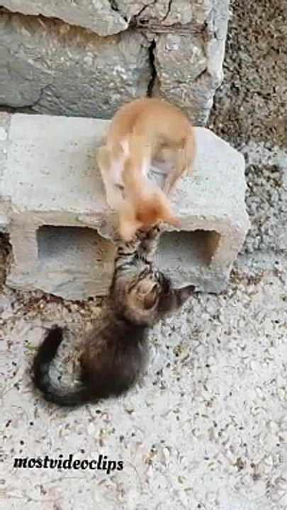 Two cat's funny video