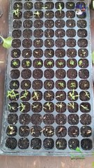 Planting seeds at homeزراعة بذور في منزل