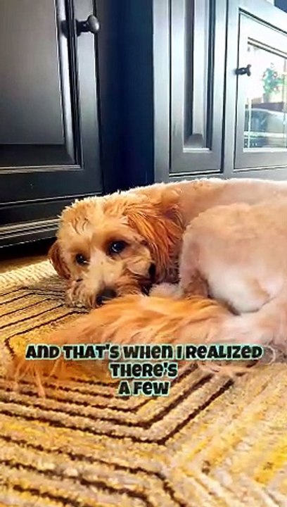 Tips on Dealing With A Depressed Dog