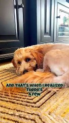 Tips on Dealing With A Depressed Dog