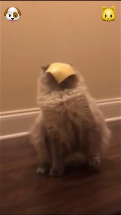 Cat Vs. Dog Prestige Level Hilarity!