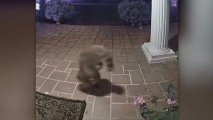 Amuda kalkan rakunun ilginç yürüyüşü güvenlik kamerasına yakalandı